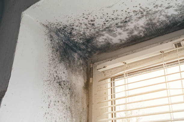 Affordable Mold Remediation solutions in Rockwood, VA